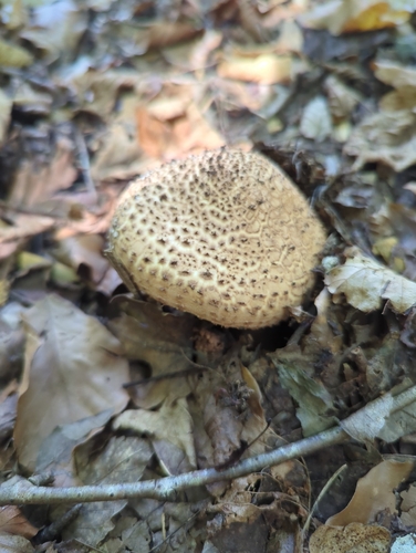 Freckled Dapperling