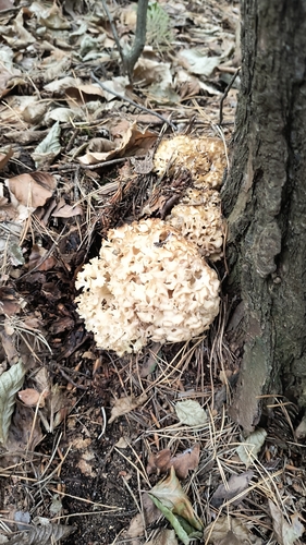 Cauliflower Fungus