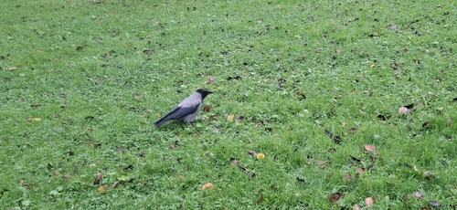Hooded Crow