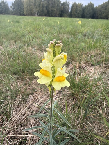 common toadflax
