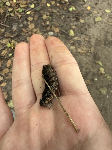 Elephant Hawkmoth