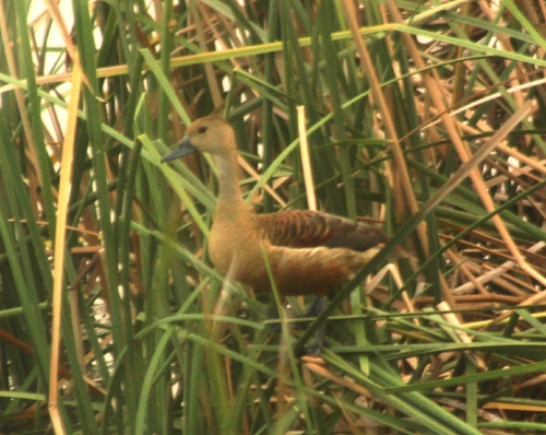 Lesser Whistling-Duck