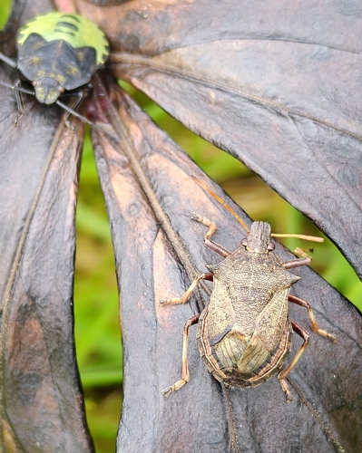 Spiny Shield Bug