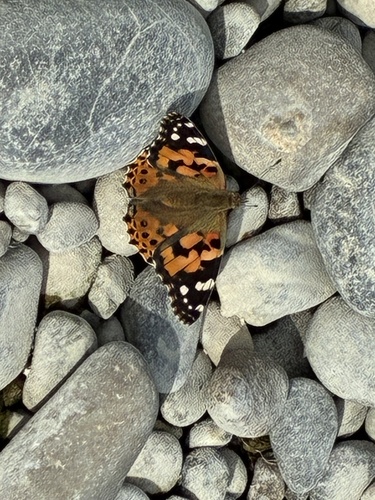 Painted Lady