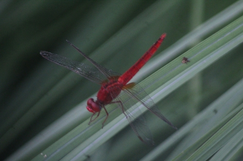 Scarlet Skimmer