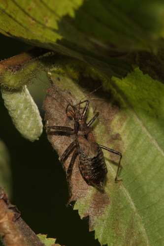 Tree Damsel Bug