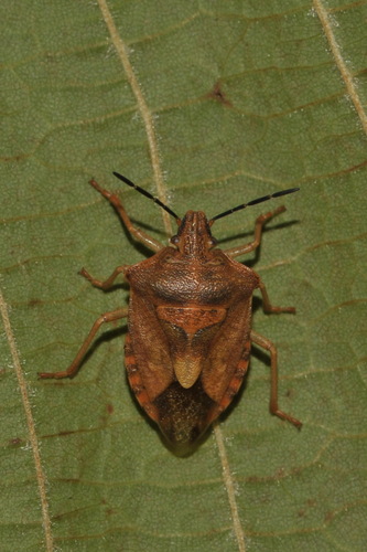 Black-shouldered Shieldbug