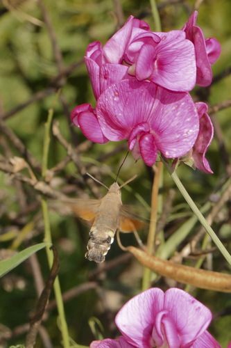 Eurasian Hummingbird Hawkmoth
