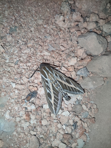 Striped Hawkmoth