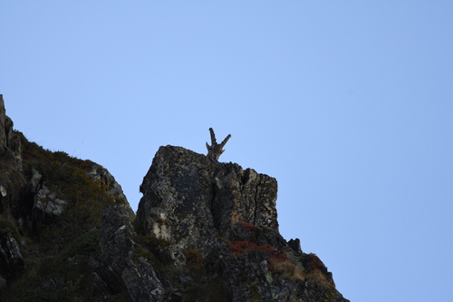 Alpine Ibex