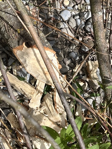 Eurasian Beaver