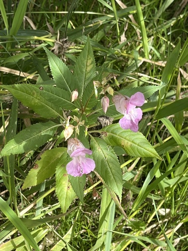 Himalayan balsam