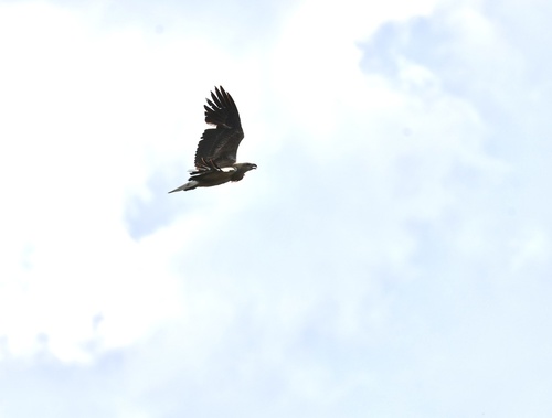 White-bellied Sea-Eagle