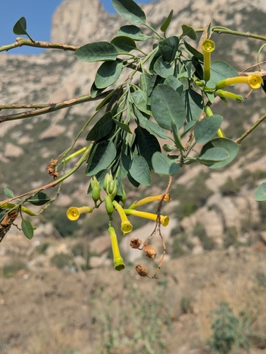 tree tobacco