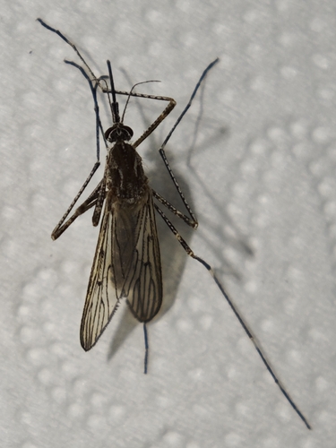 Culiseta longiareolata