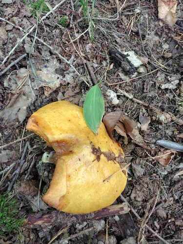 Larch Bolete