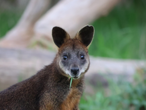 Swamp Wallaby