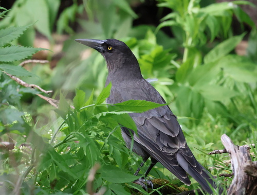 Grey Currawong