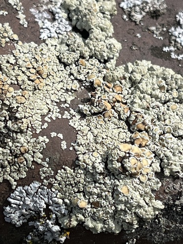 Stonewall Rim Lichen