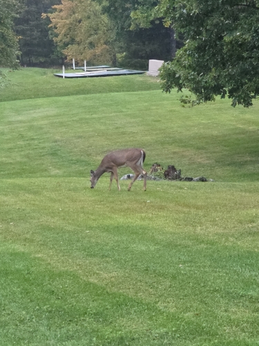 White-tailed Deer