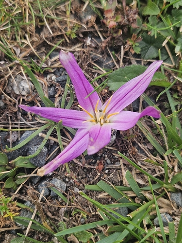 False Meadow Saffron