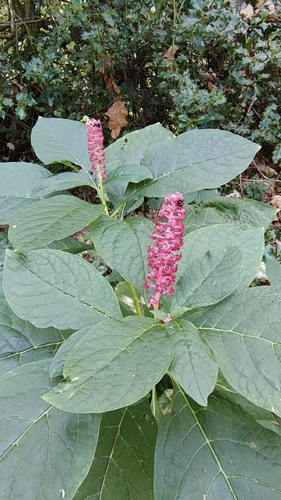 Indian Pokeweed