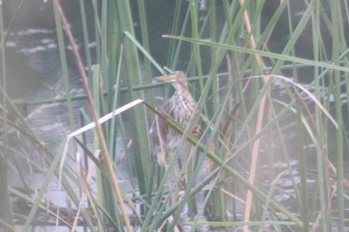 Indian Pond-Heron