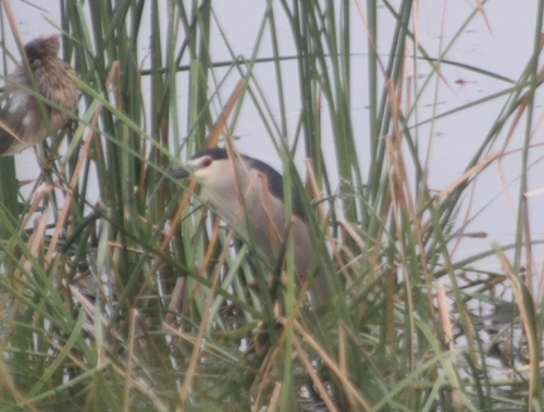 Black-crowned Night Heron