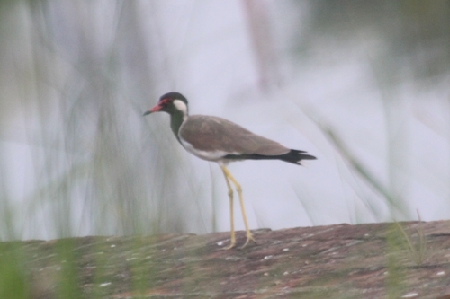 Red-wattled Lapwing