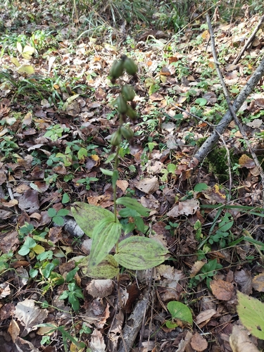 Broad-leaved helleborine