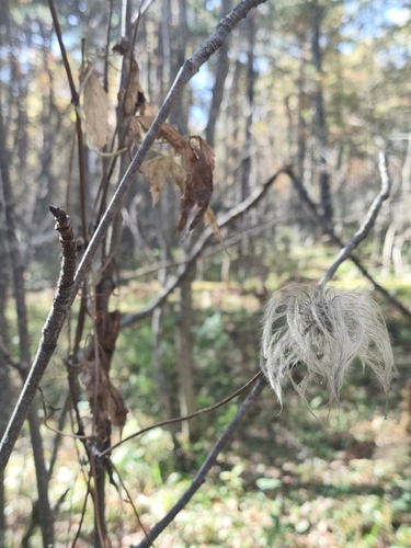 Alpine Clematis