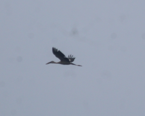 Asian Openbill