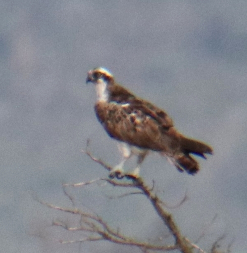 Osprey
