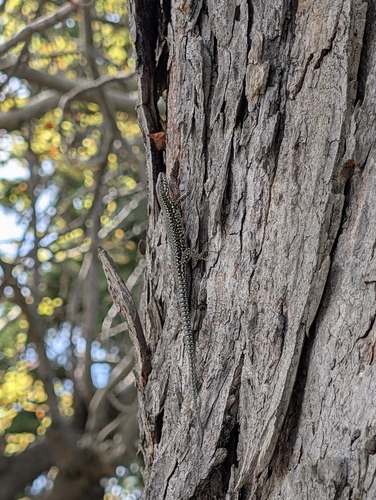 Common Wall Lizard