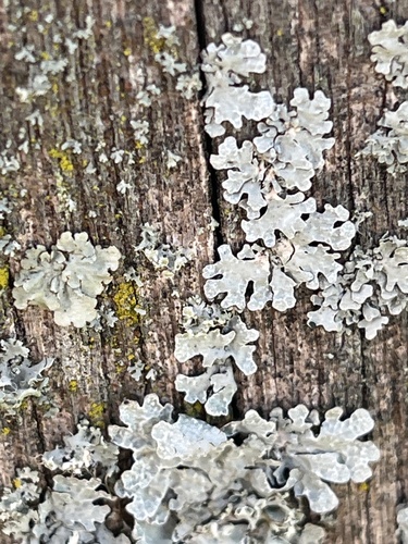 Netted shield lichen