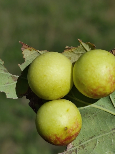 Cherry Gall Wasp