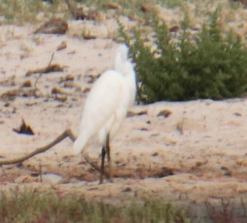 Little Egret