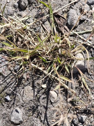 Little Lovegrass