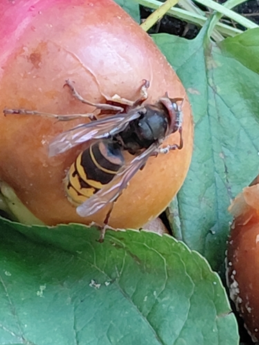 European Hornet
