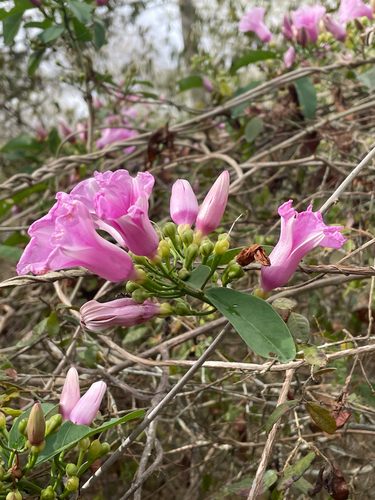 Ipomoea pintoi