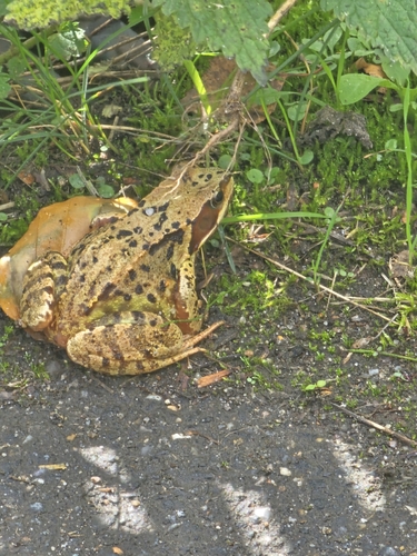 European Common Frog
