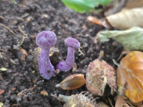 Amethyst Deceiver