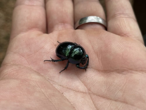 Springtime Dung Beetle
