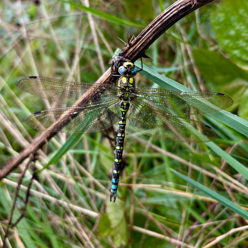 Southern Hawker