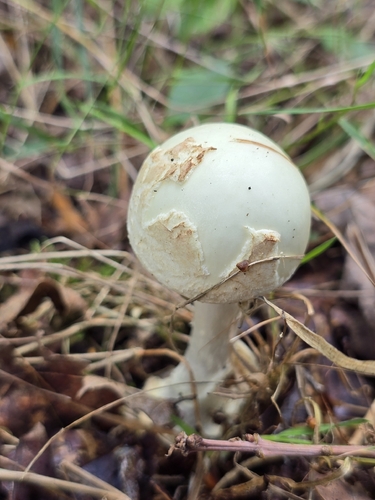 False Death-cap