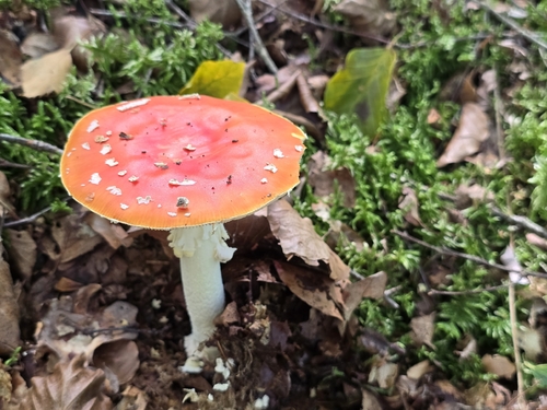 Fly Agaric