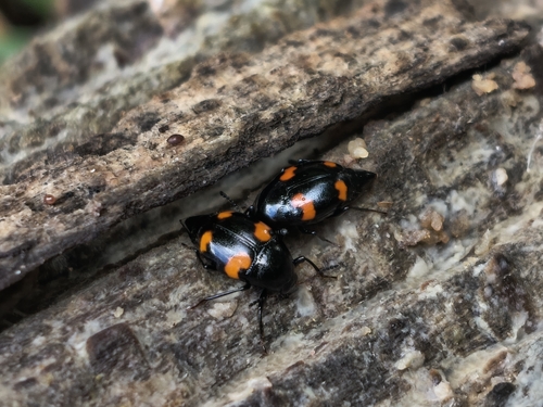 Orange-spotted Scaphidium