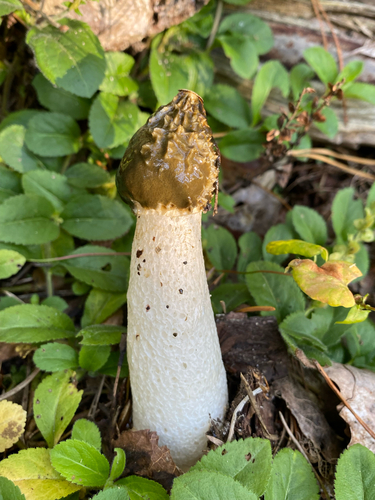 common stinkhorn