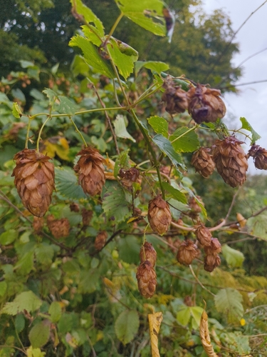 common hops