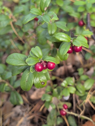 Lingonberry